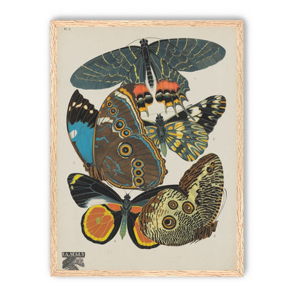 Five butterflies in quiet display