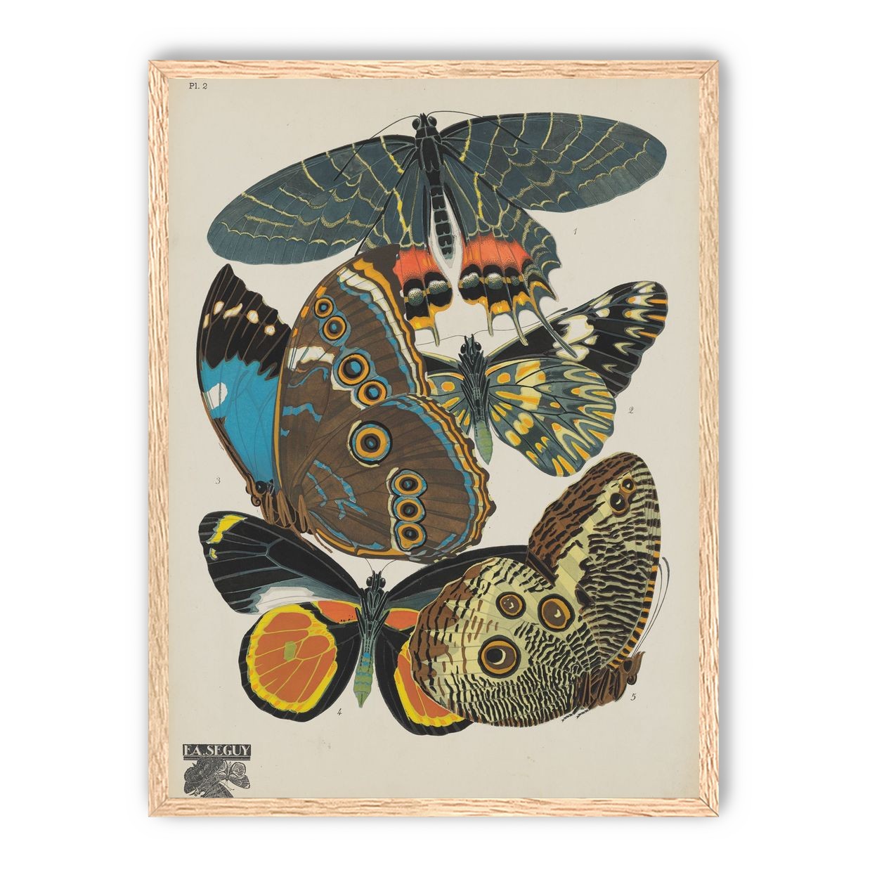 Five butterflies in quiet display