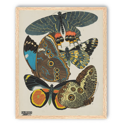 Five butterflies in quiet display