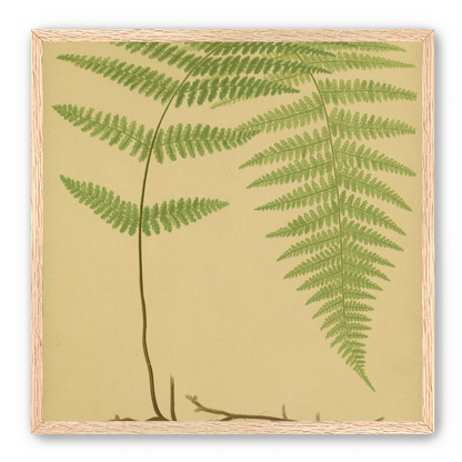 Green frond on tan paper