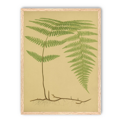Green frond on tan paper