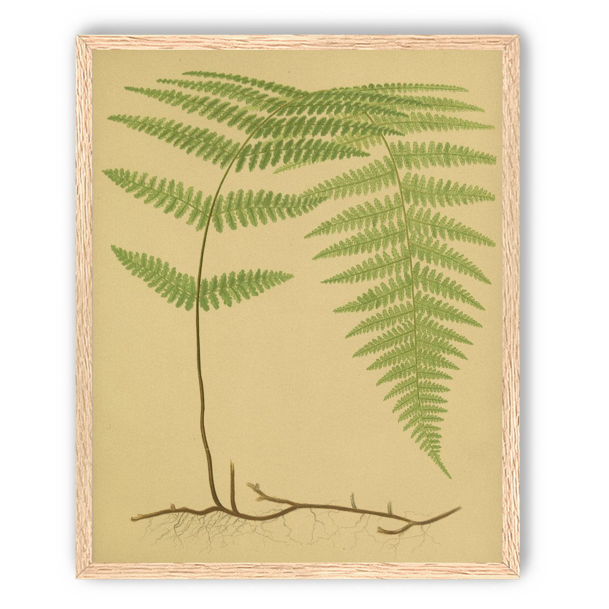 Green frond on tan paper
