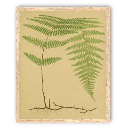 Green frond on tan paper