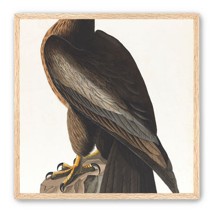 Brown hawk on rock