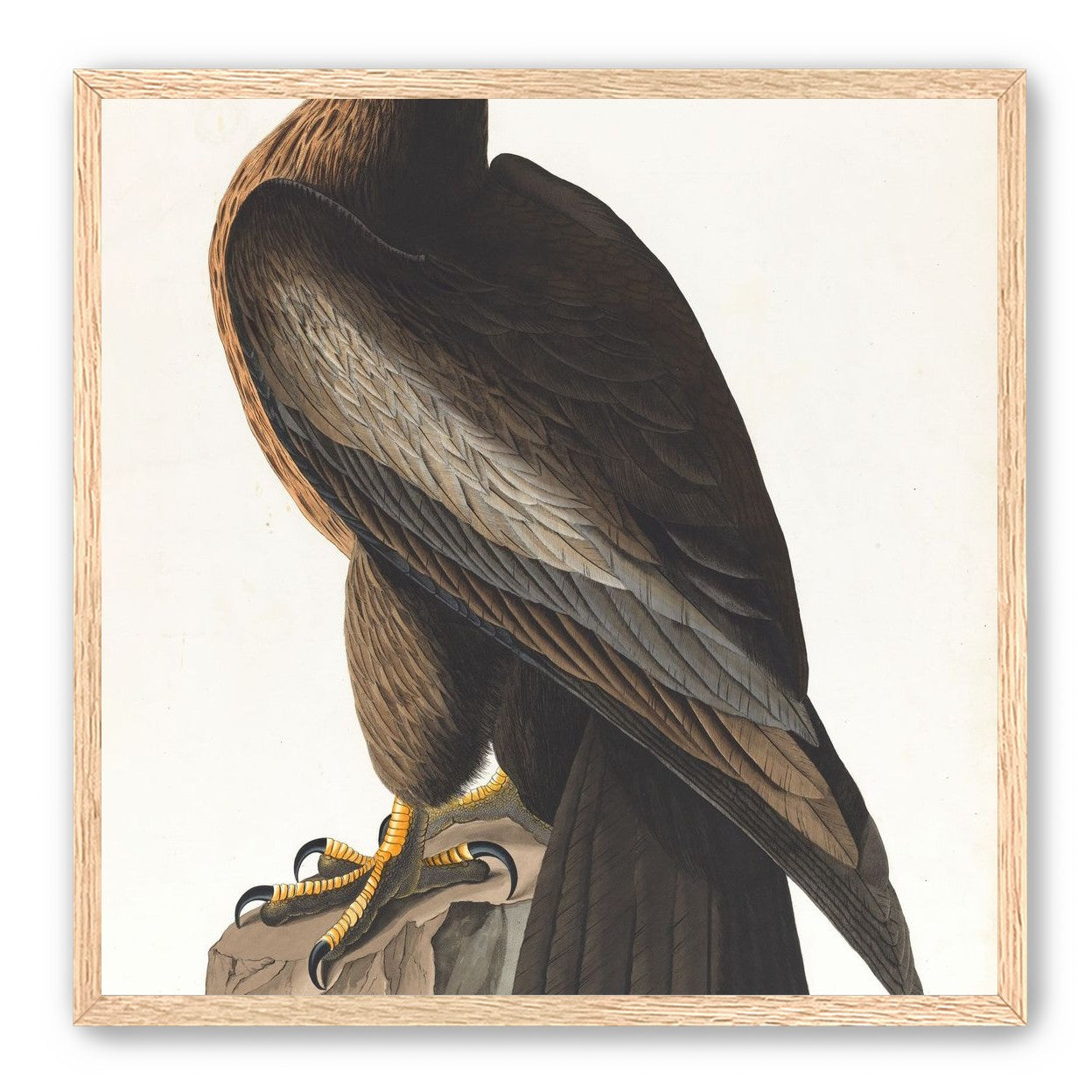 Brown hawk on rock