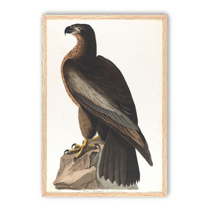 Brown hawk on rock