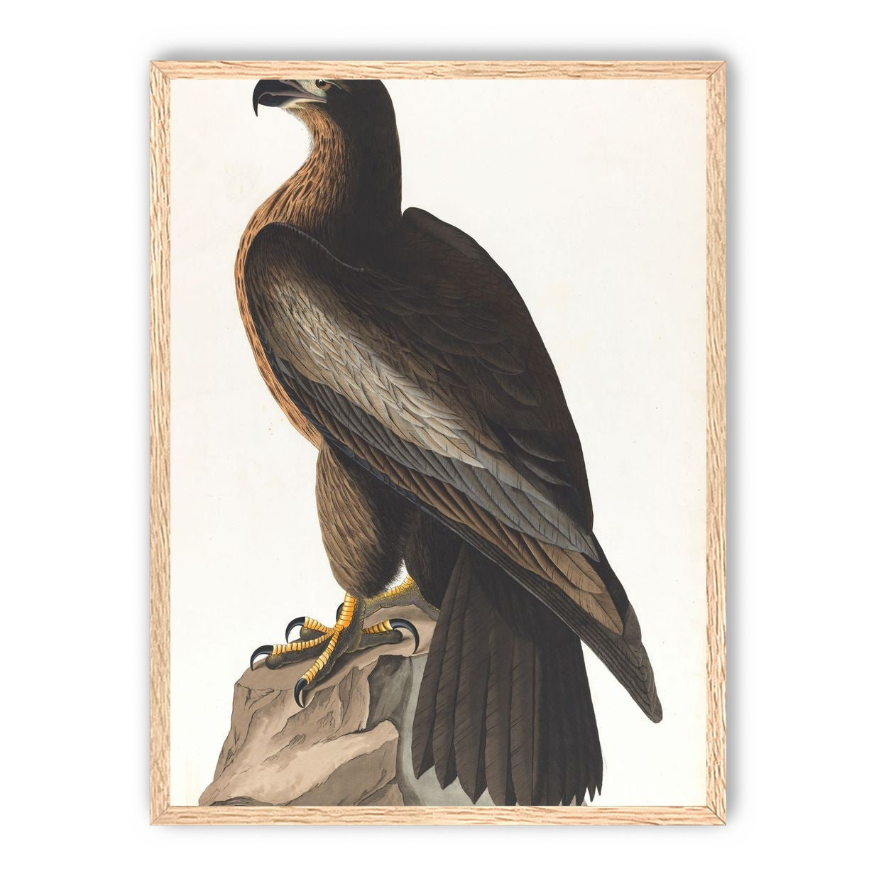Brown hawk on rock