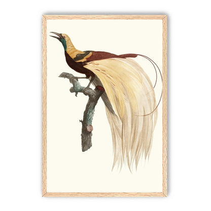 Open beak and trailing plumes