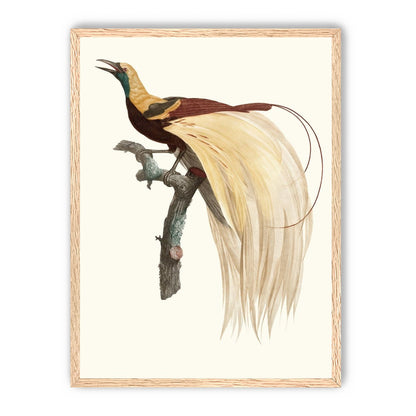 Open beak and trailing plumes