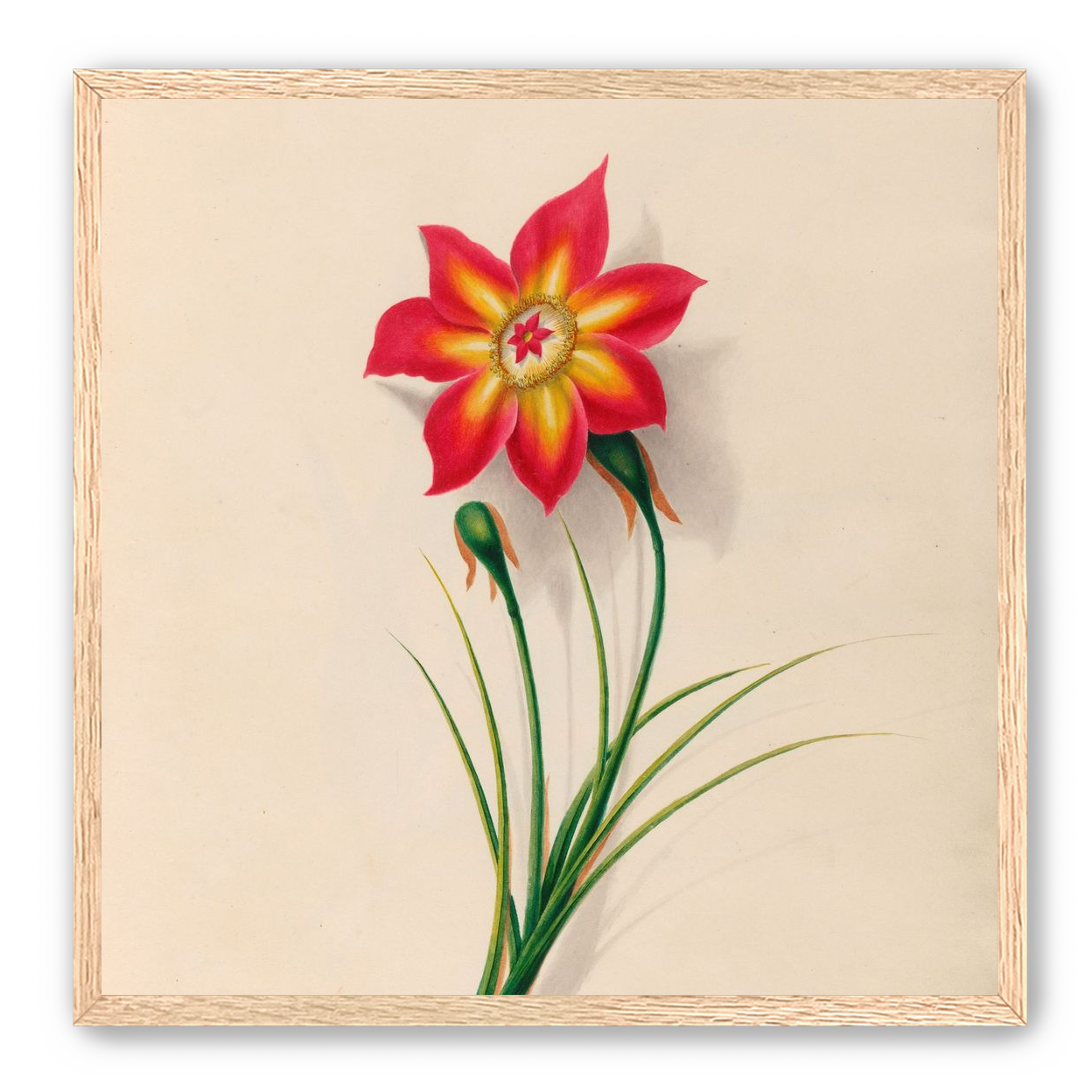 One flower above two buds