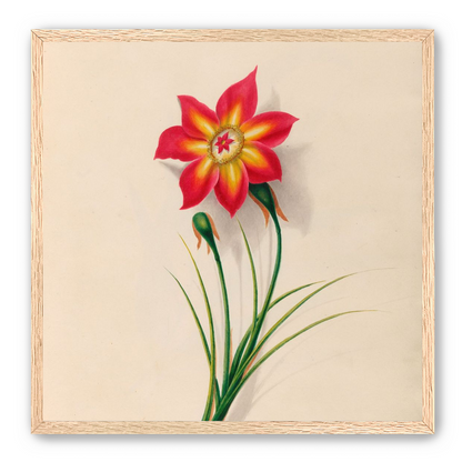 One flower above two buds