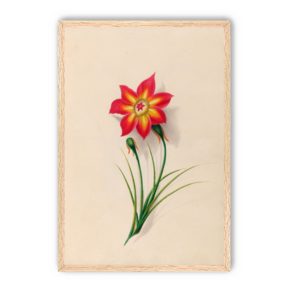 One flower above two buds