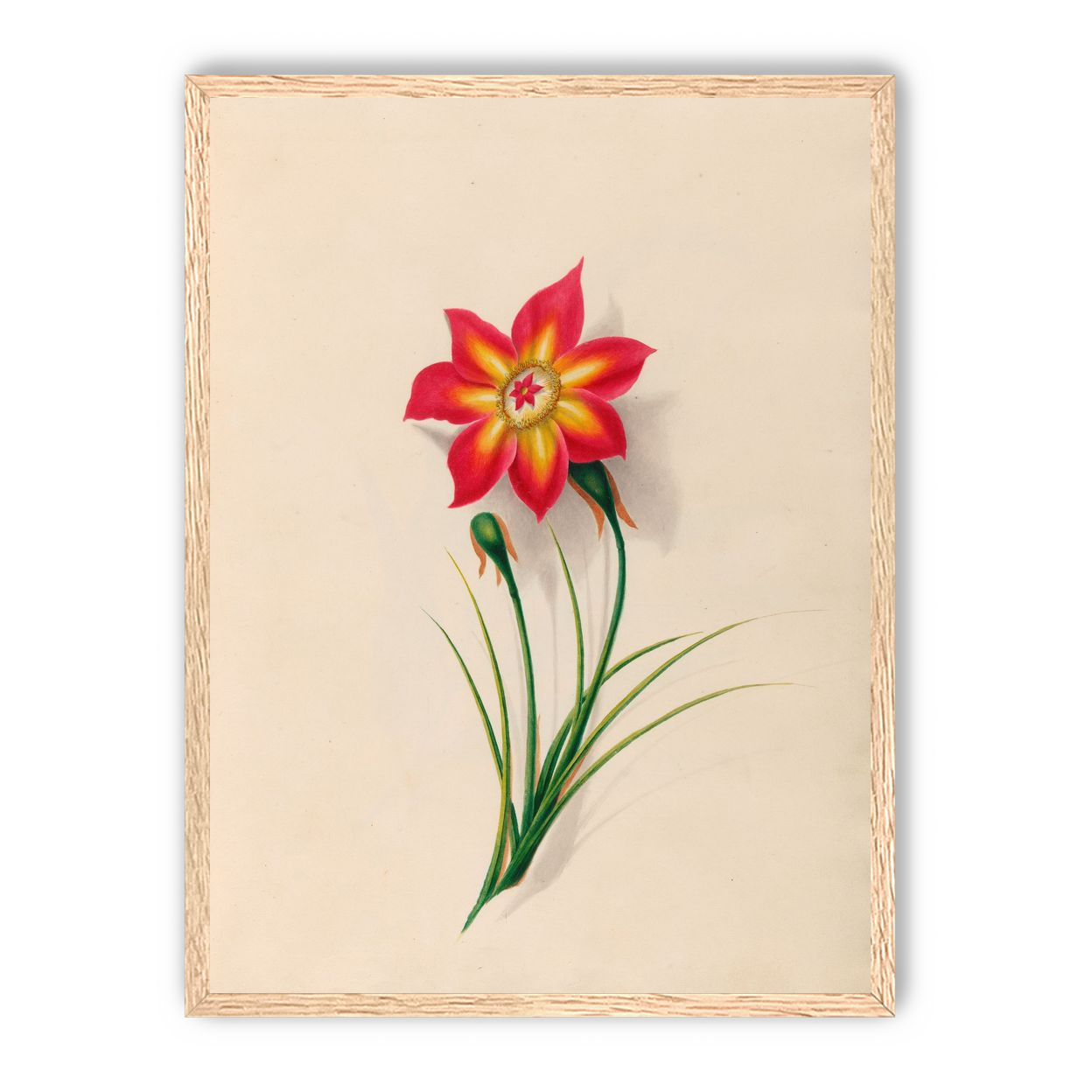 One flower above two buds