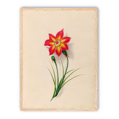 One flower above two buds