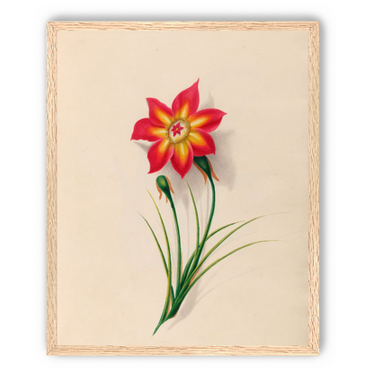 One flower above two buds