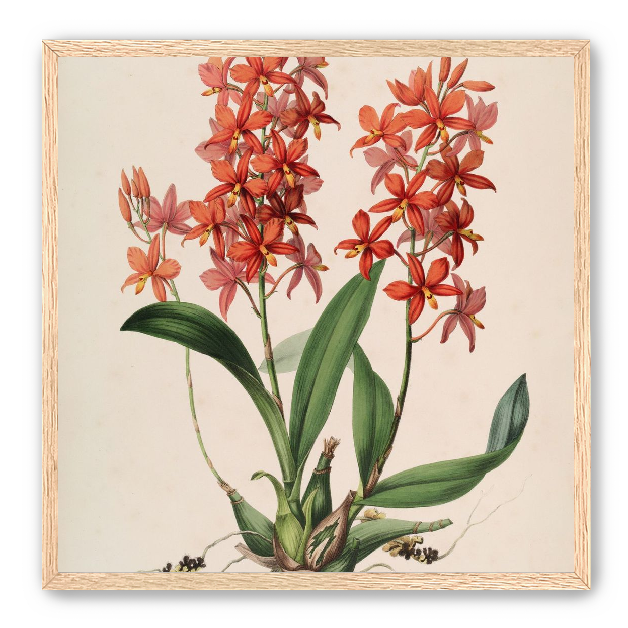 Red orchids on white paper