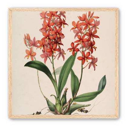 Red orchids on white paper