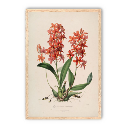 Red orchids on white paper