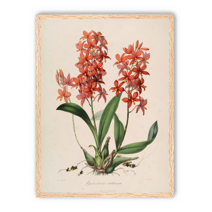 Red orchids on white paper
