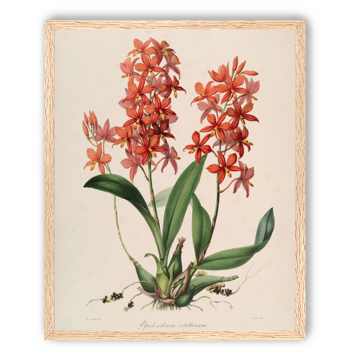 Red orchids on white paper