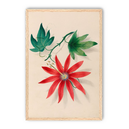 Red bloom on green vine