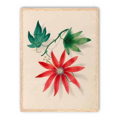 Red bloom on green vine