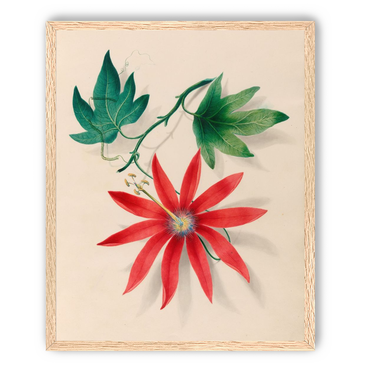 Red bloom on green vine