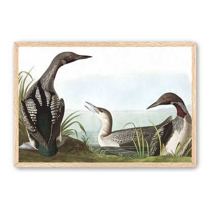Black Throated Diver