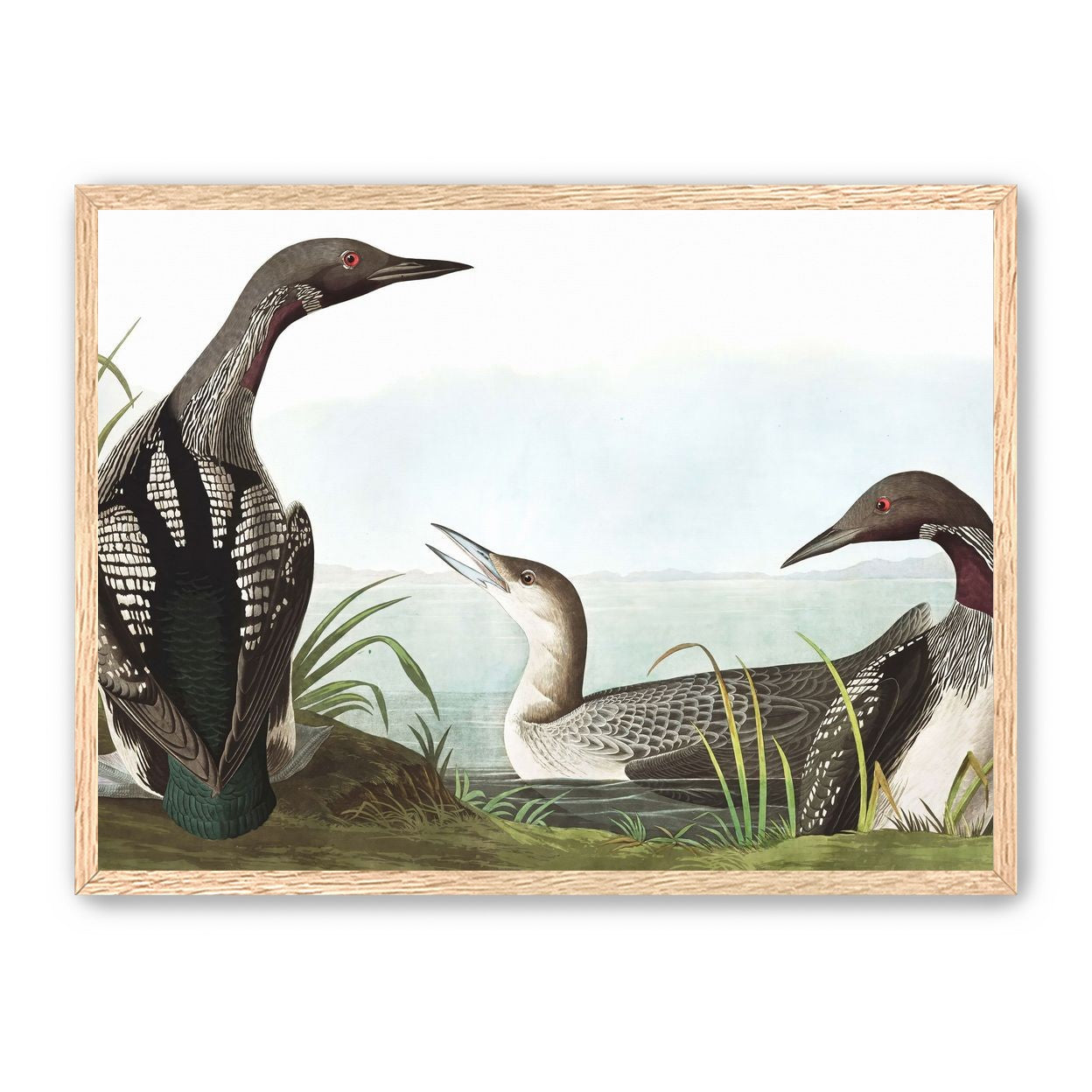 Black Throated Diver