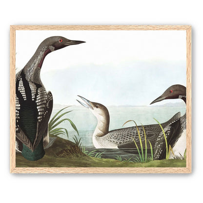 Black Throated Diver
