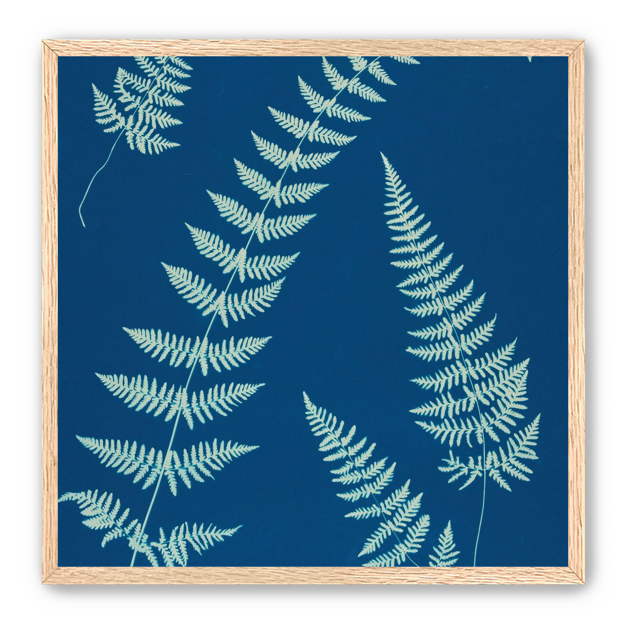 Fern shadows in blue
