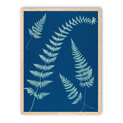 Fern shadows in blue