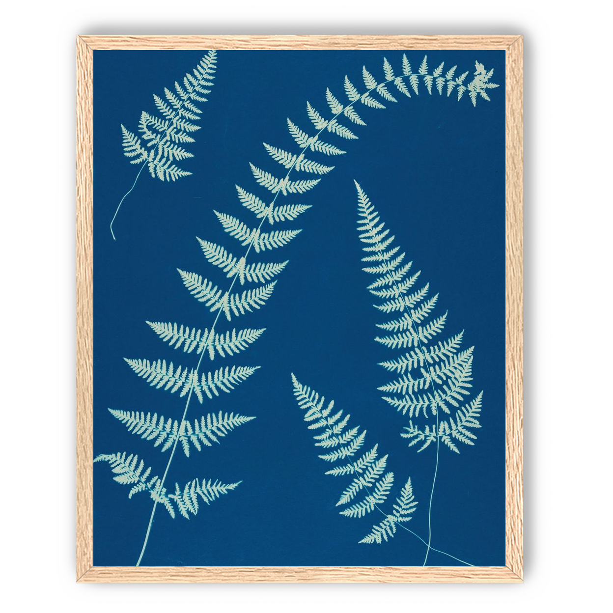 Fern shadows in blue