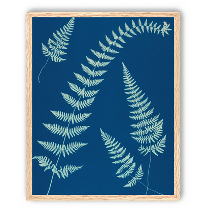 Fern shadows in blue