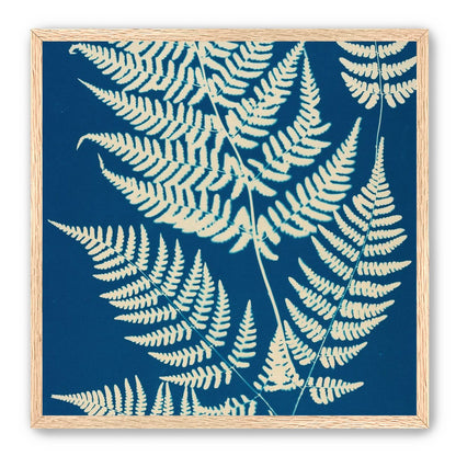 Ferns crossing blue field