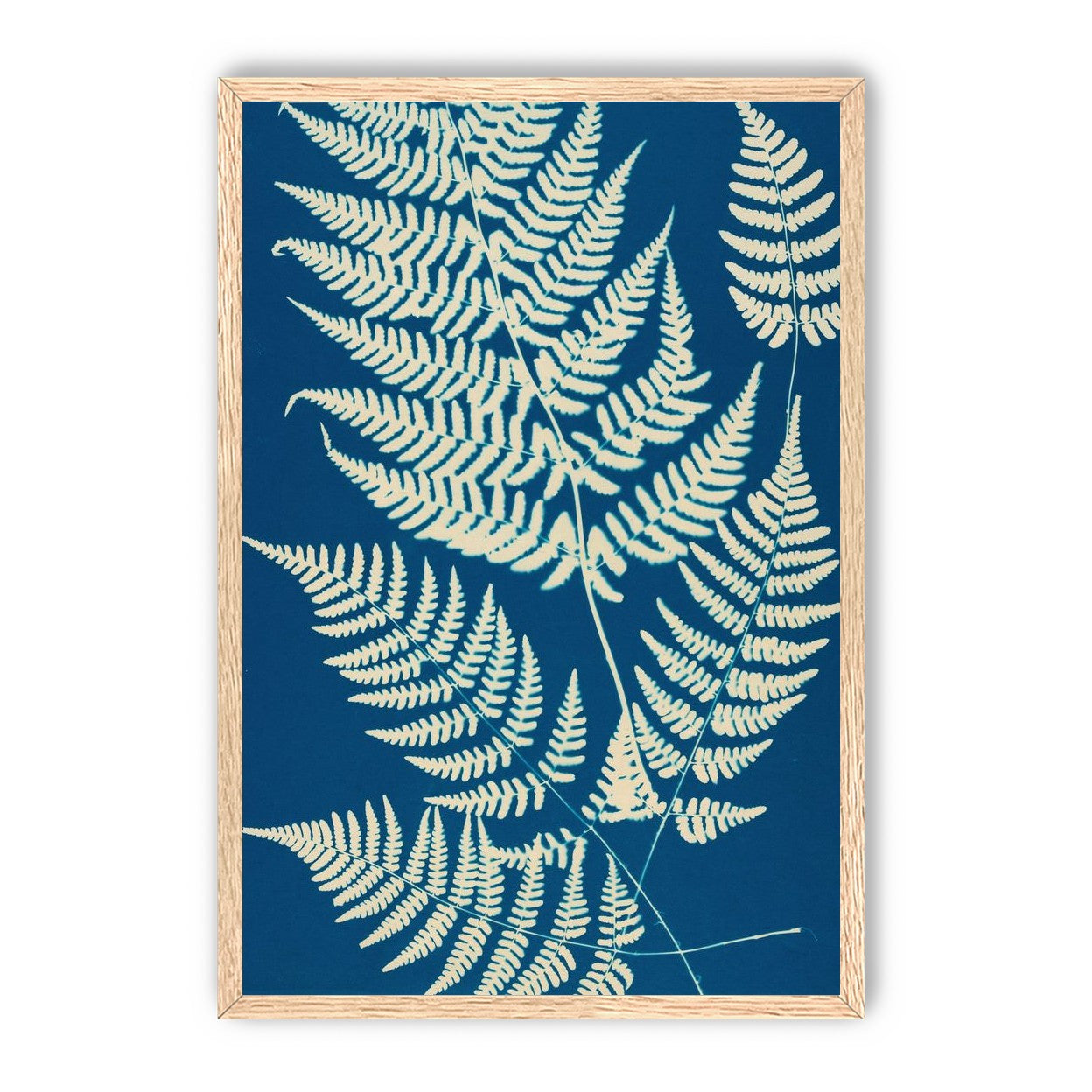 Ferns crossing blue field