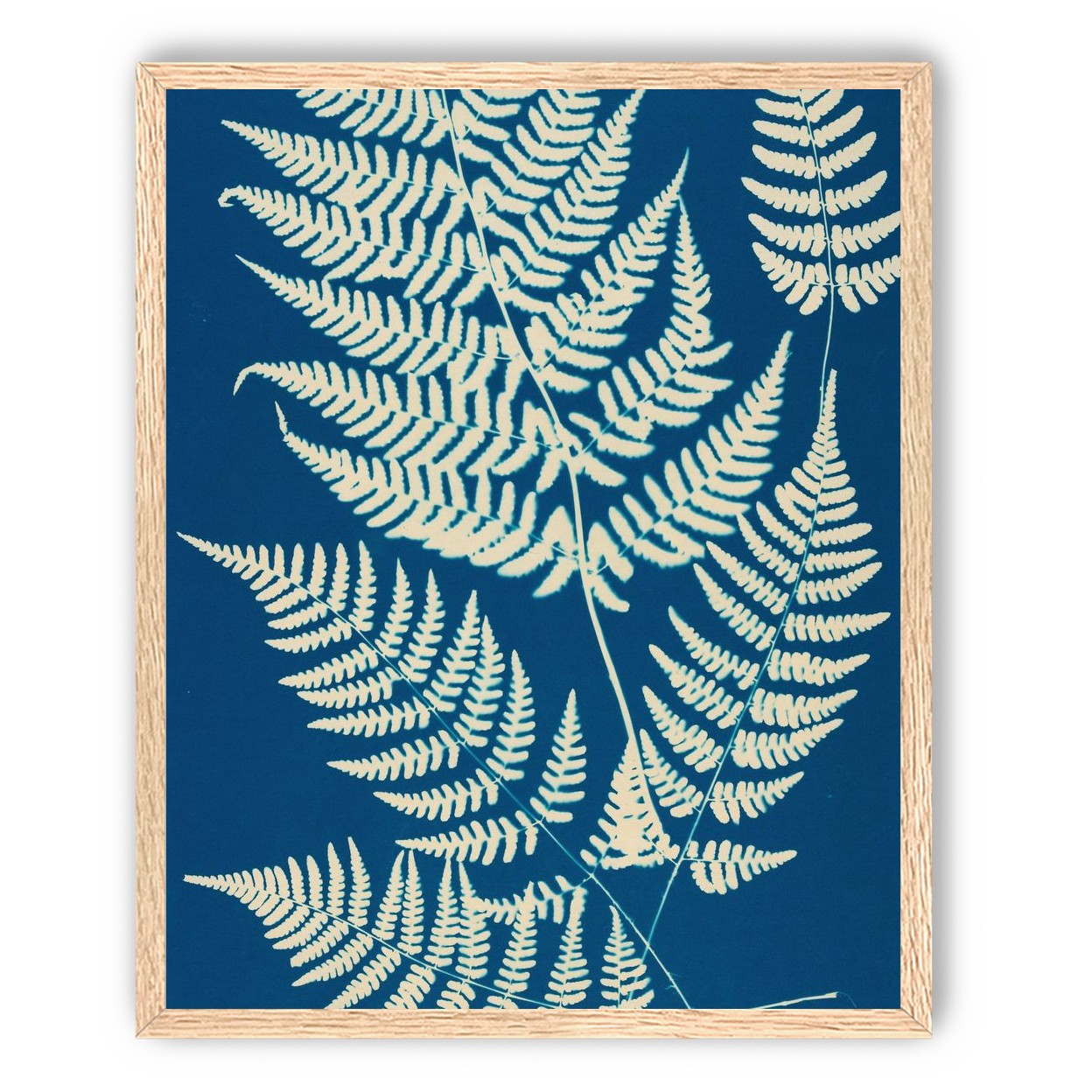 Ferns crossing blue field
