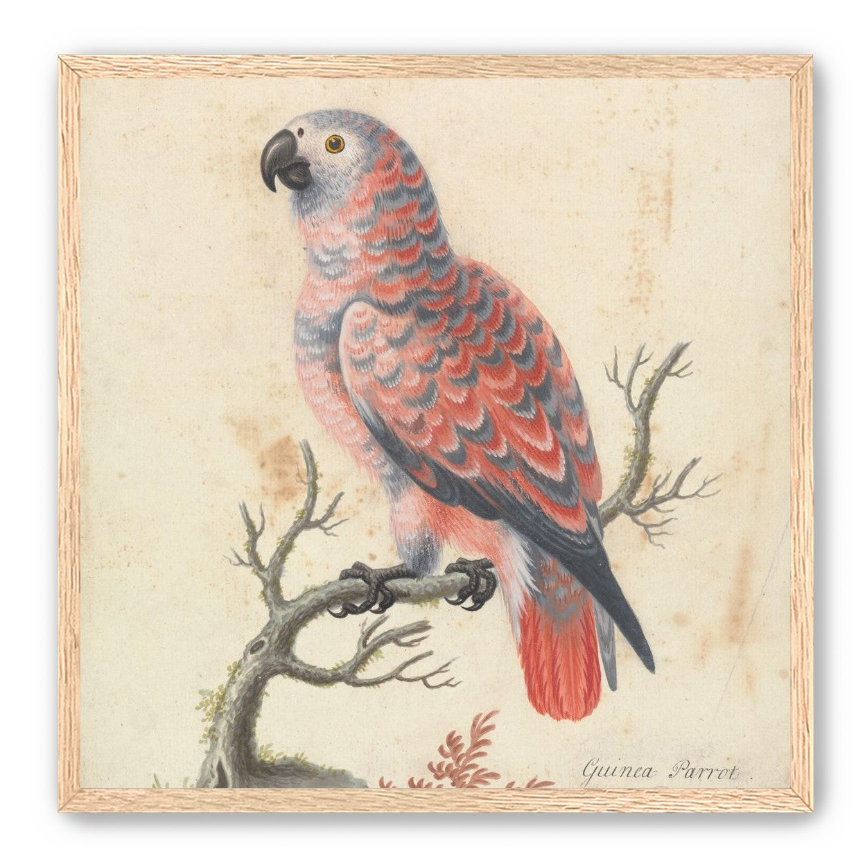 Parrot among bare branches