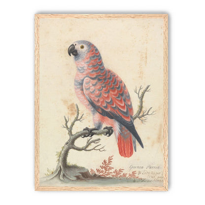 Parrot among bare branches