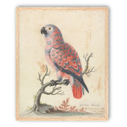 Parrot among bare branches