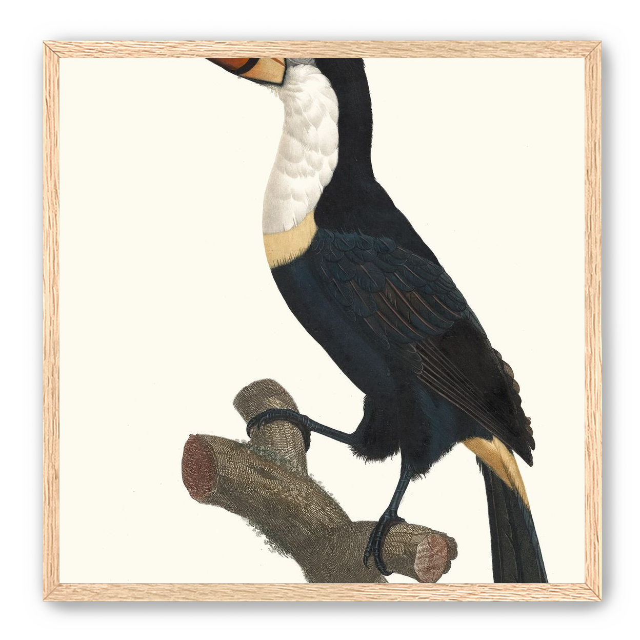 Hornbill on cut branch