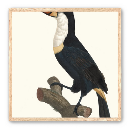 Hornbill on cut branch