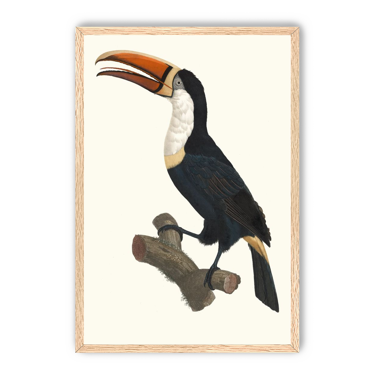 Hornbill on cut branch