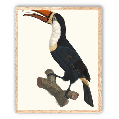 Hornbill on cut branch