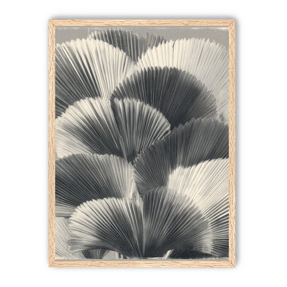 Ginkgo leaves in shadow