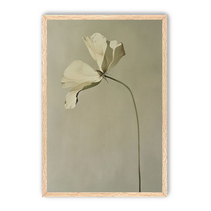 Cream petals in gray green air