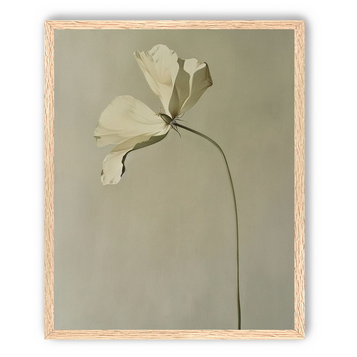 Cream petals in gray green air