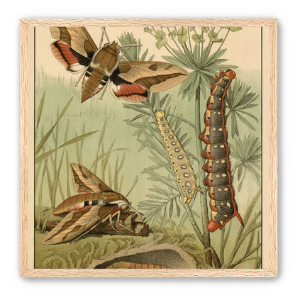 Red bands on moth wings