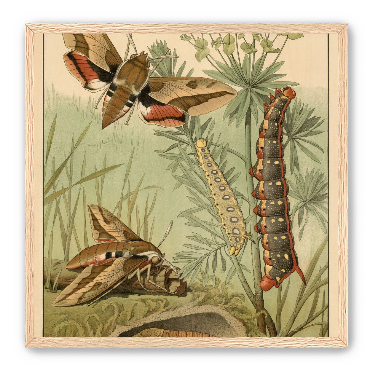 Red bands on moth wings