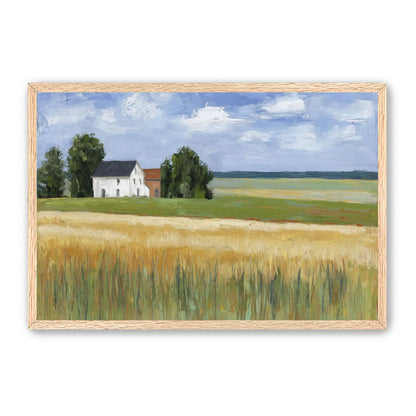 Grain Field Under Sun